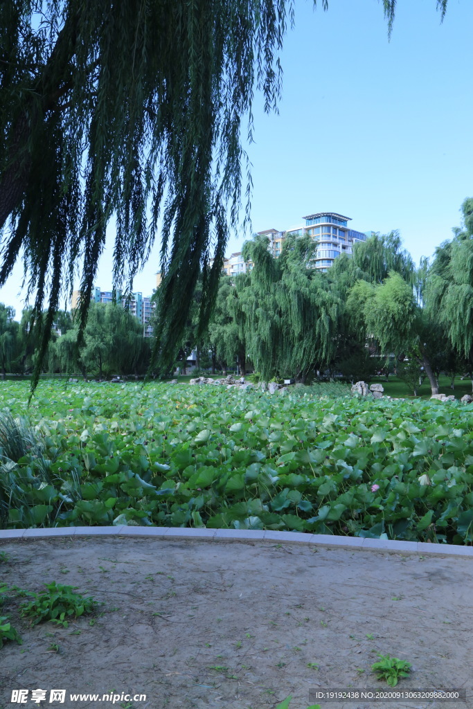 园林风景