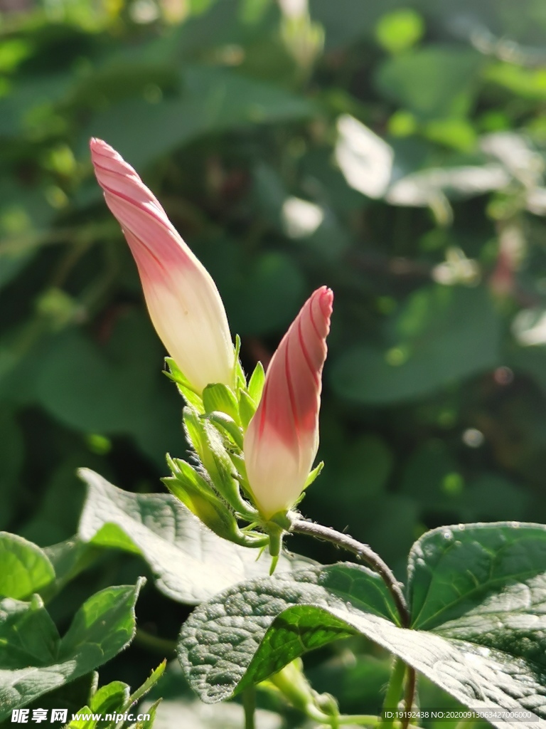 牵牛花