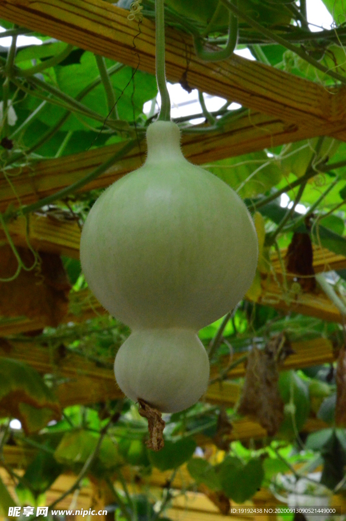 葫芦