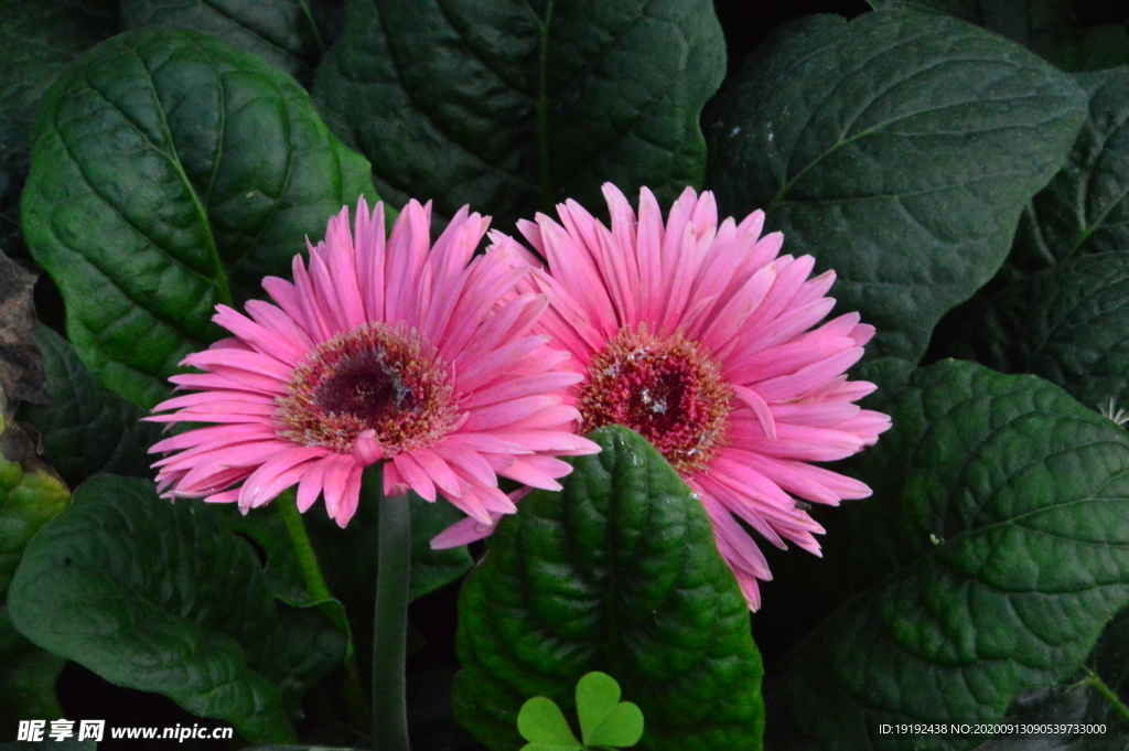 非洲菊