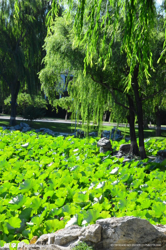 荷塘风景