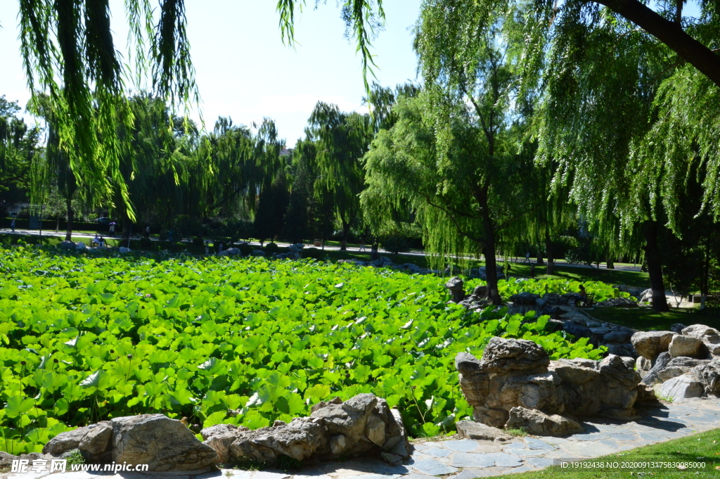 园林风景