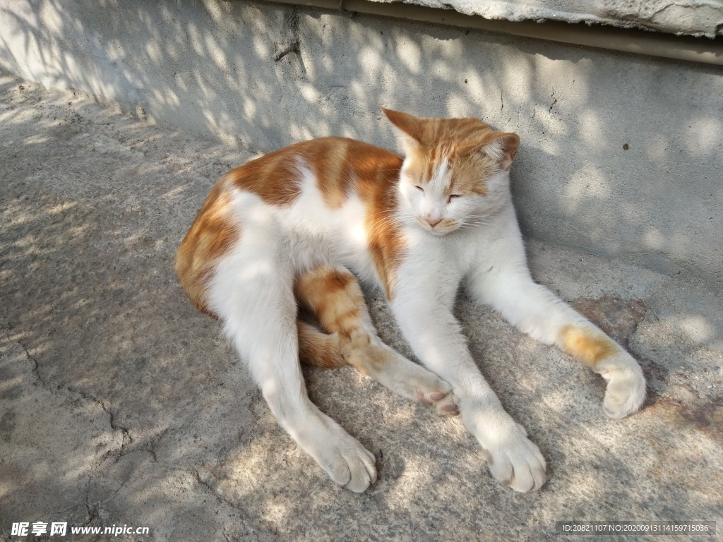宠物猫