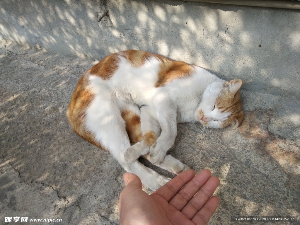 宠物猫