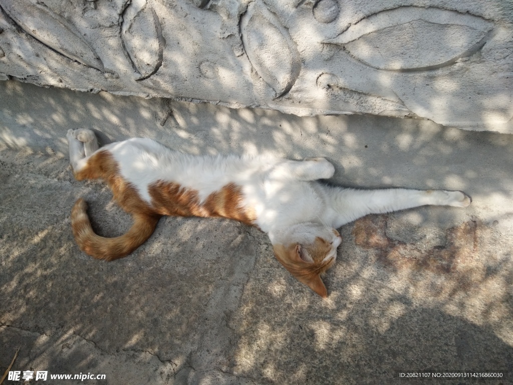 宠物猫