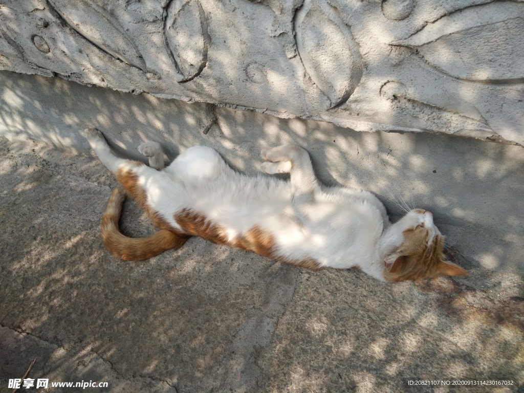 宠物猫