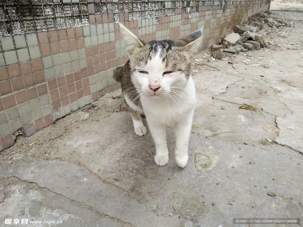 宠物猫