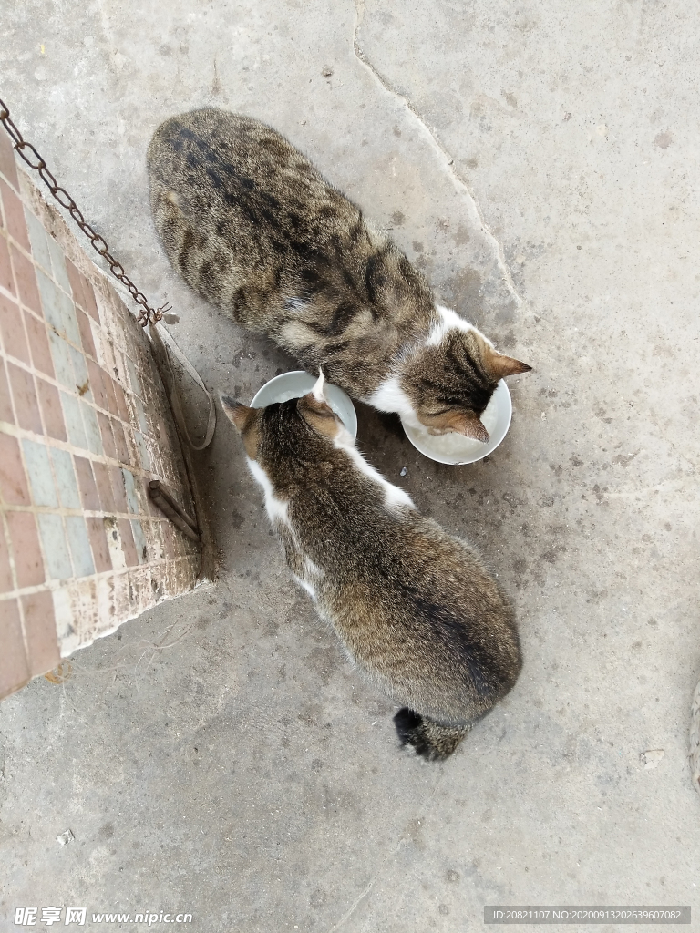 宠物猫