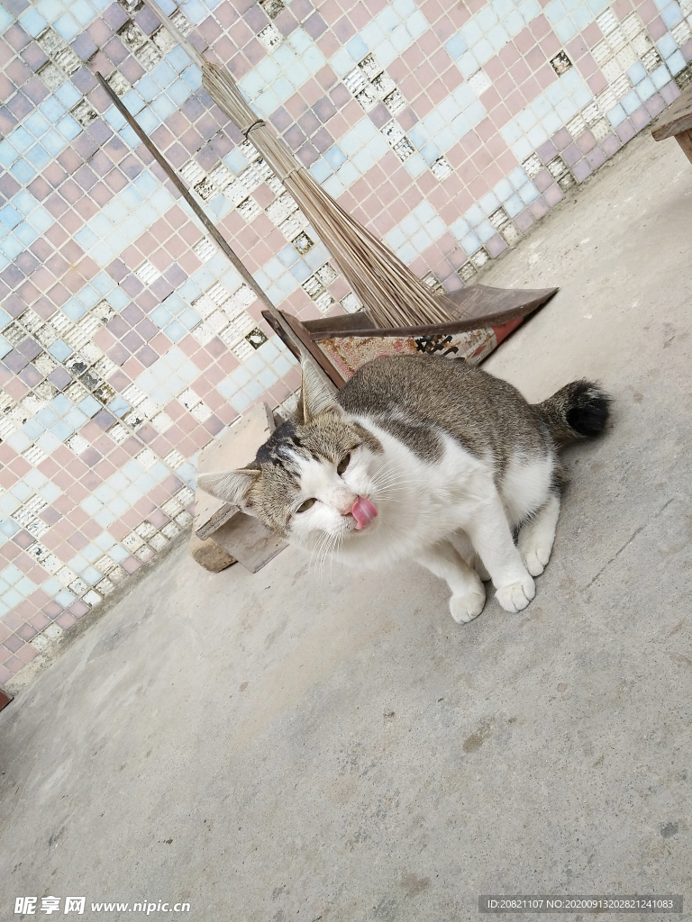 宠物猫