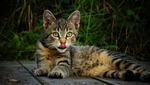 猫