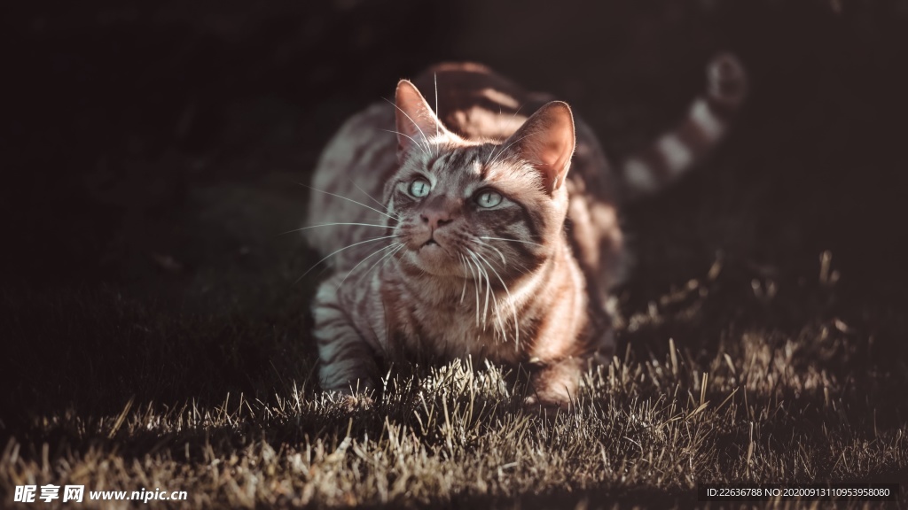 猫