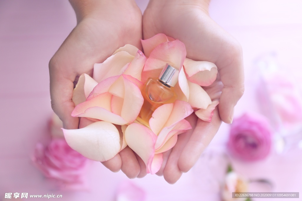 玫瑰花