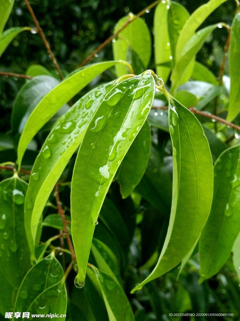 绿叶 树叶 雨珠 露珠 清新