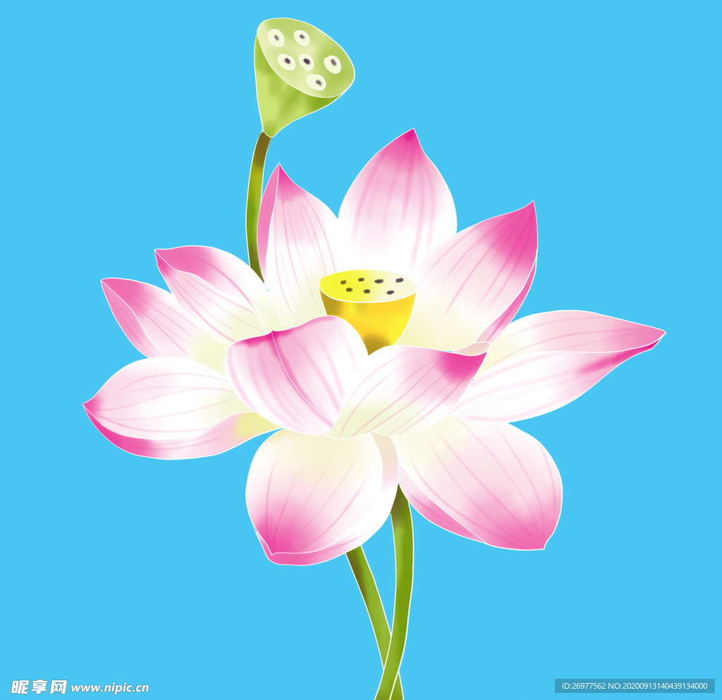粉红色水彩荷花