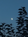 月夜