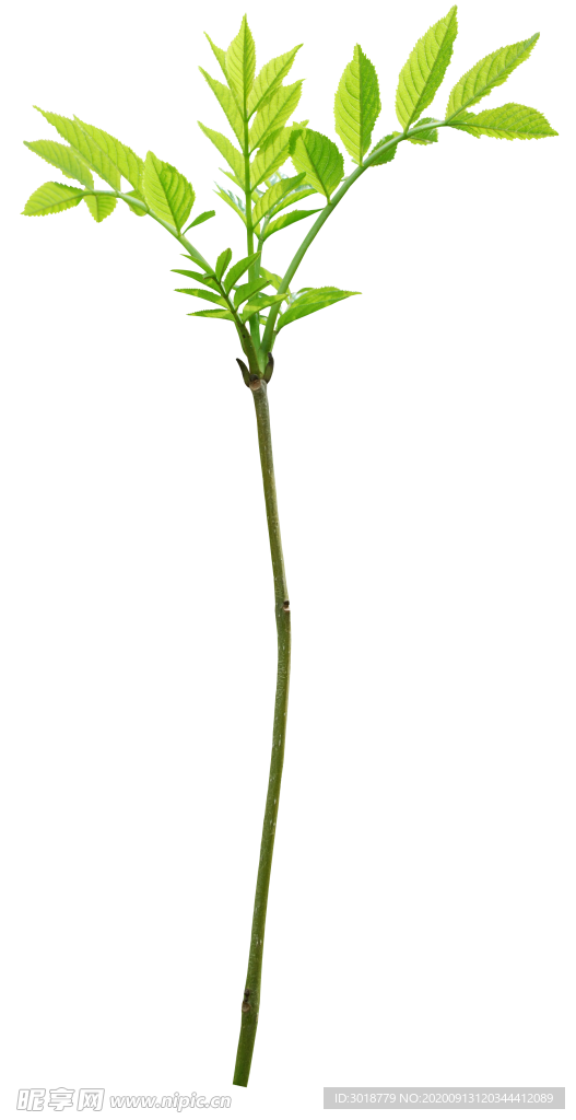 花边