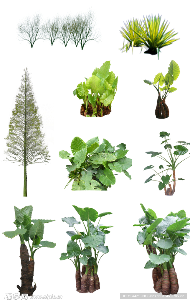 植物