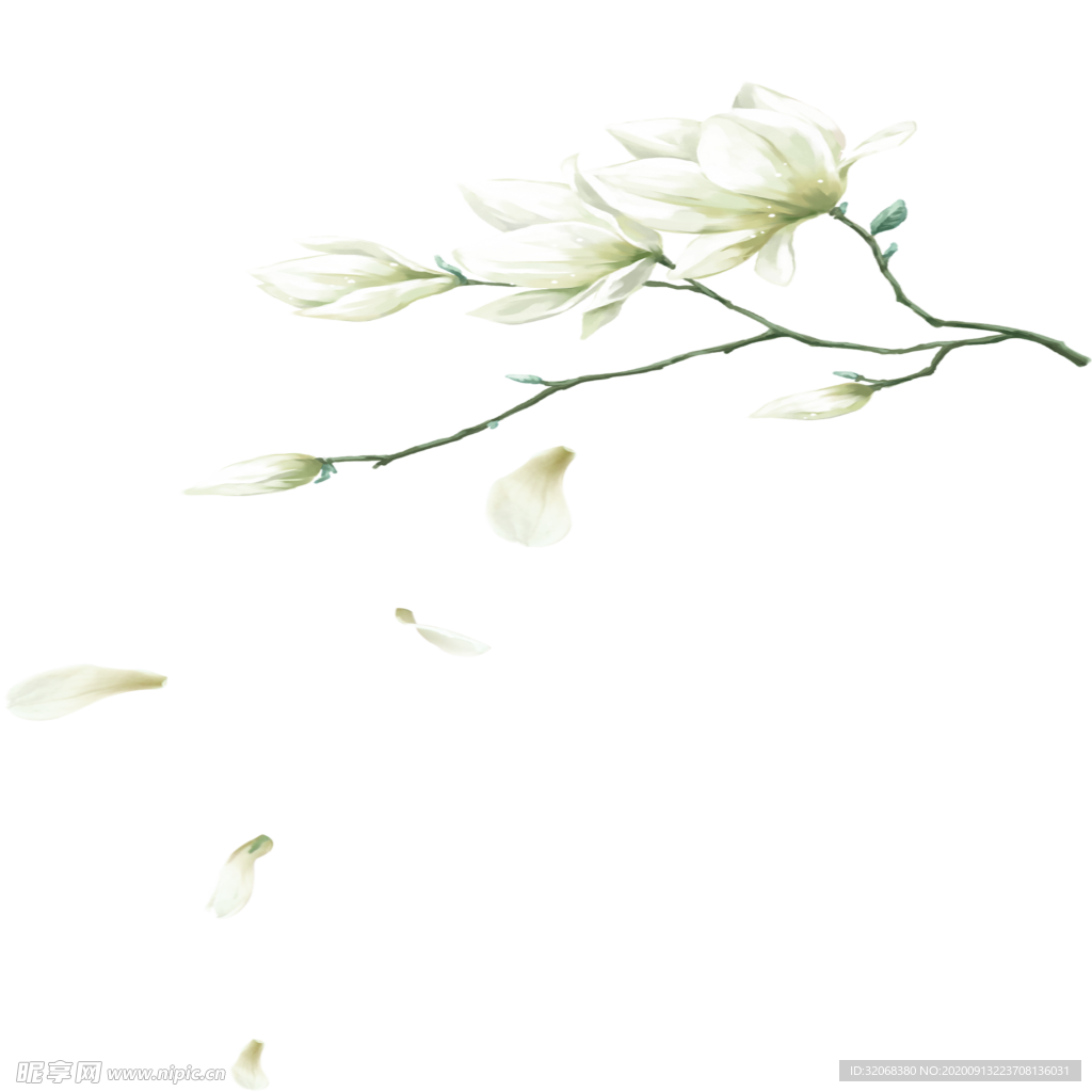 手绘植物花卉