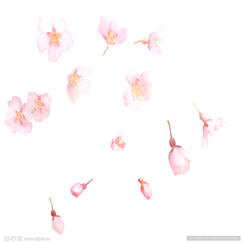 手绘植物花卉