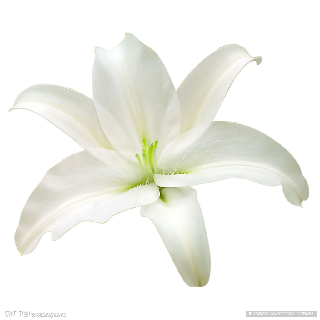 手绘植物花卉