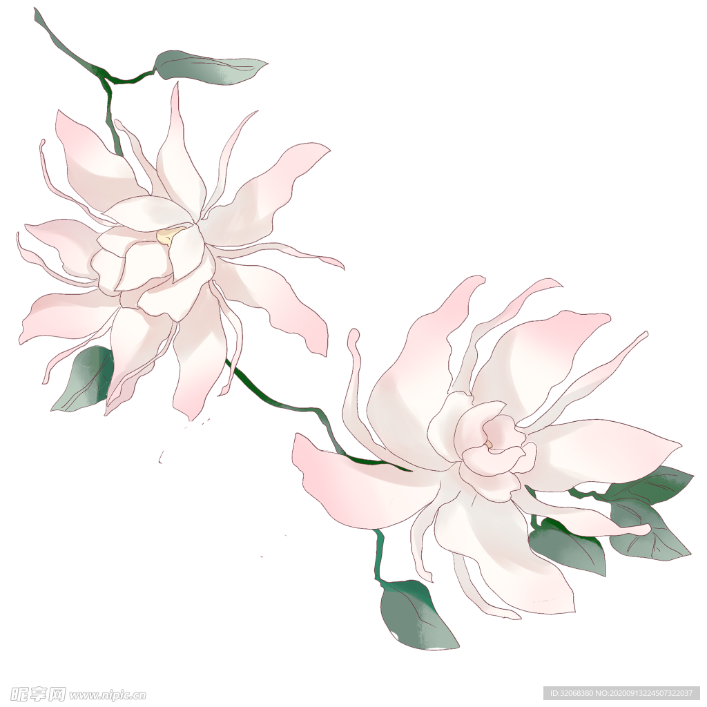 手绘植物花卉