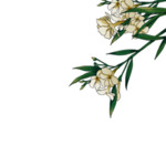 手绘植物花卉