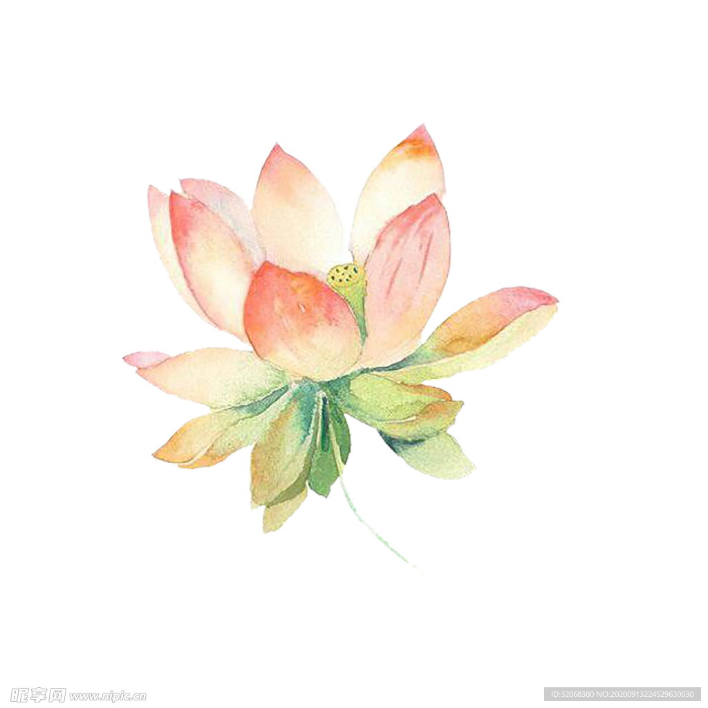 手绘植物花卉