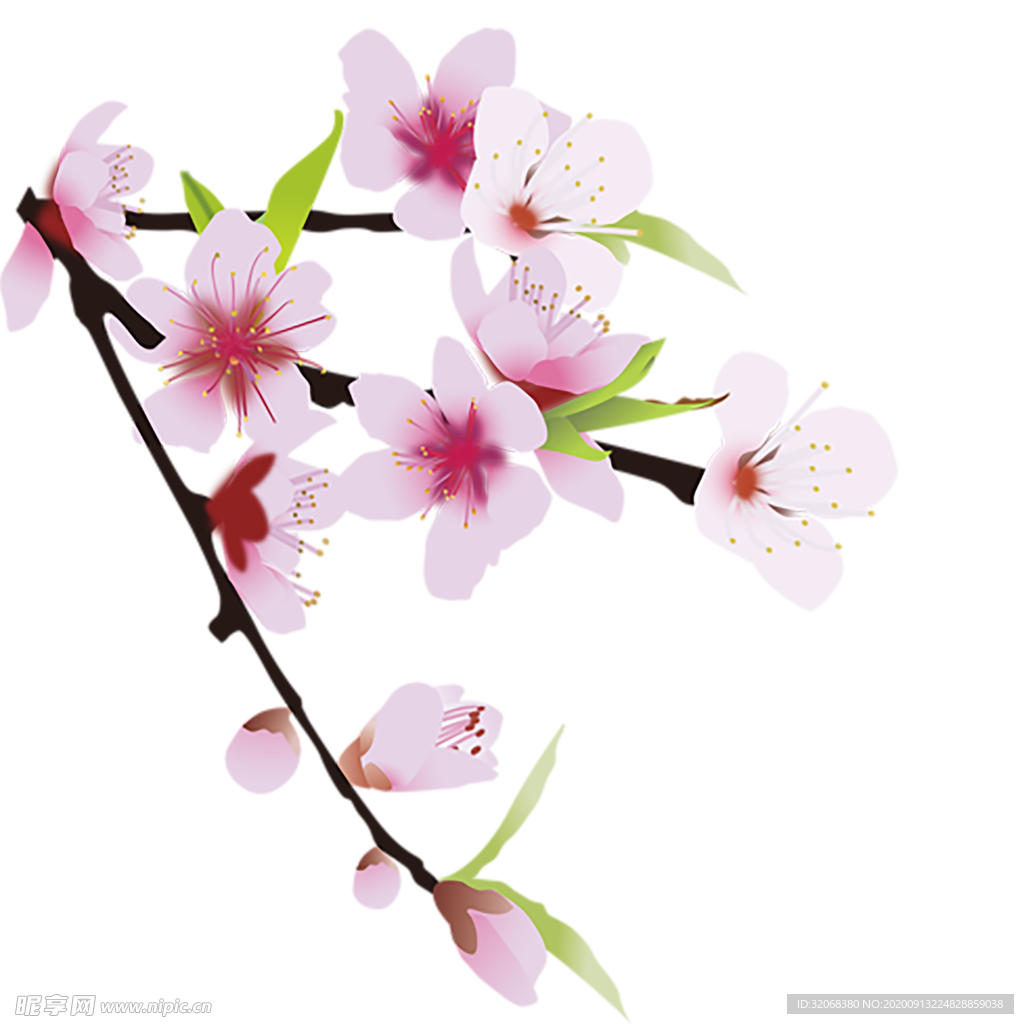 手绘植物花卉