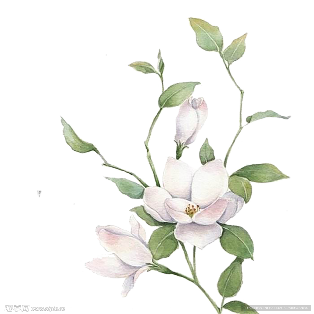 手绘植物花卉