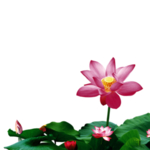 手绘植物花卉