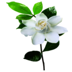 手绘植物花卉