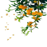 手绘植物花卉