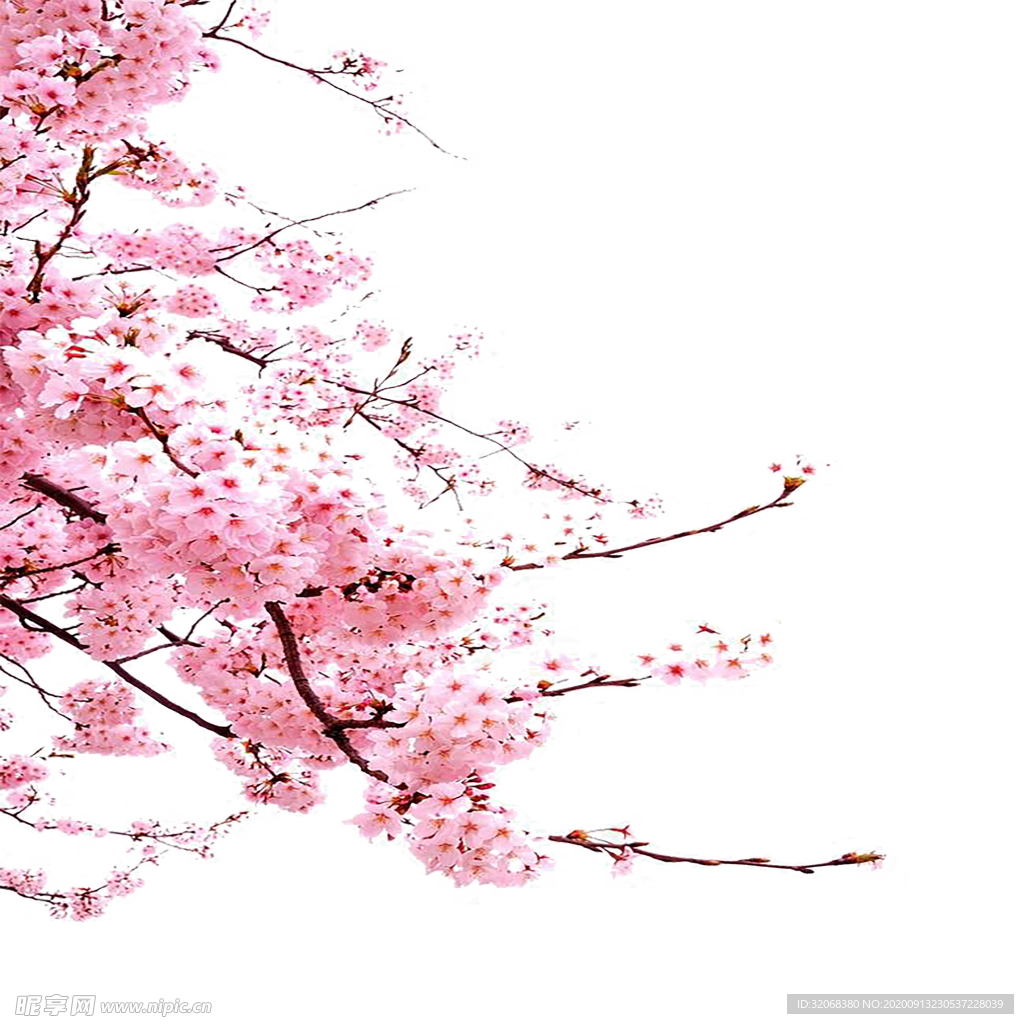 手绘植物花卉