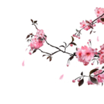 手绘植物花卉