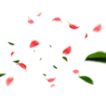 手绘植物花卉