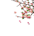 手绘植物花卉