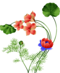 手绘植物花卉