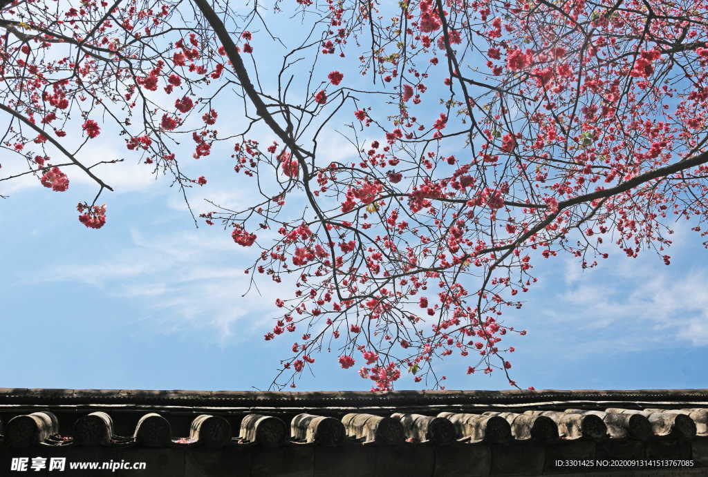 樱花树图片