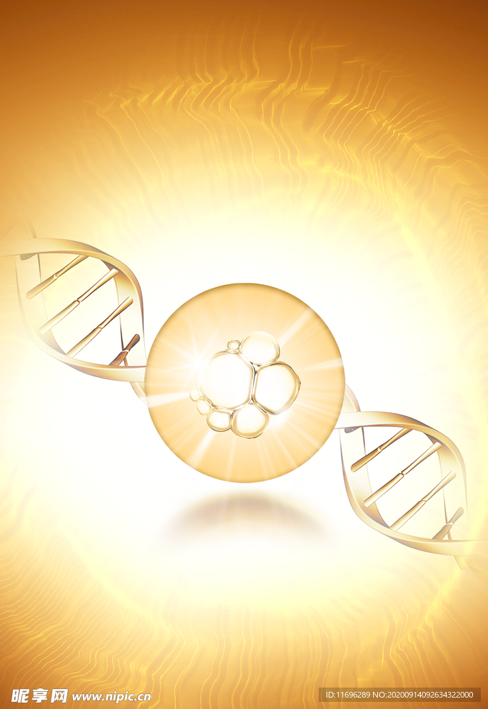 细胞 精华 螺旋体 DNA