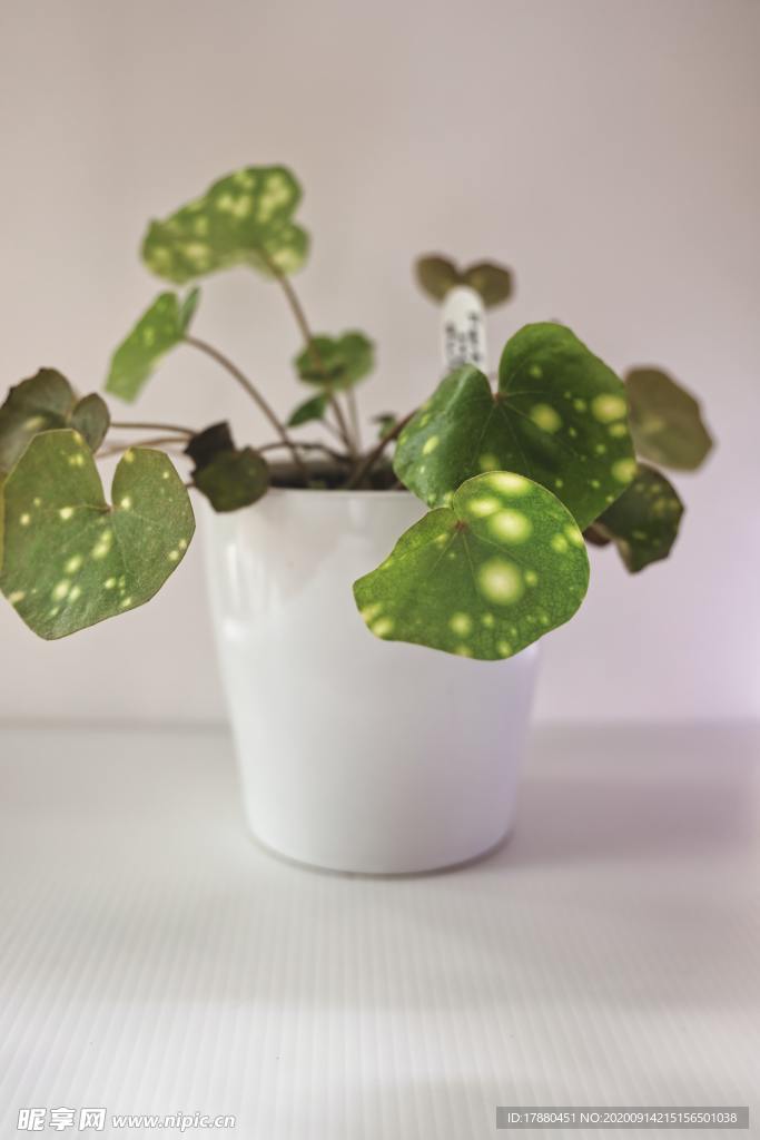 插花