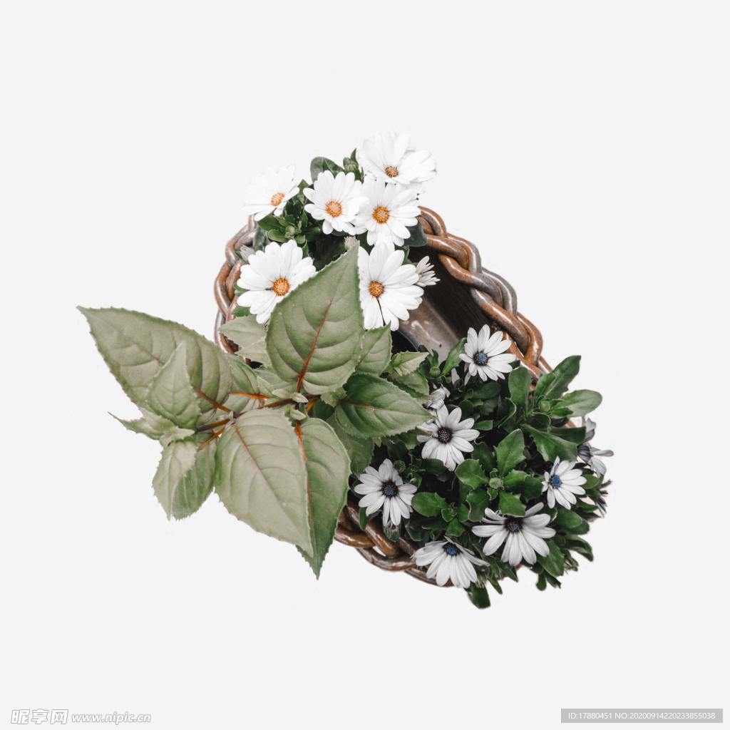 插花