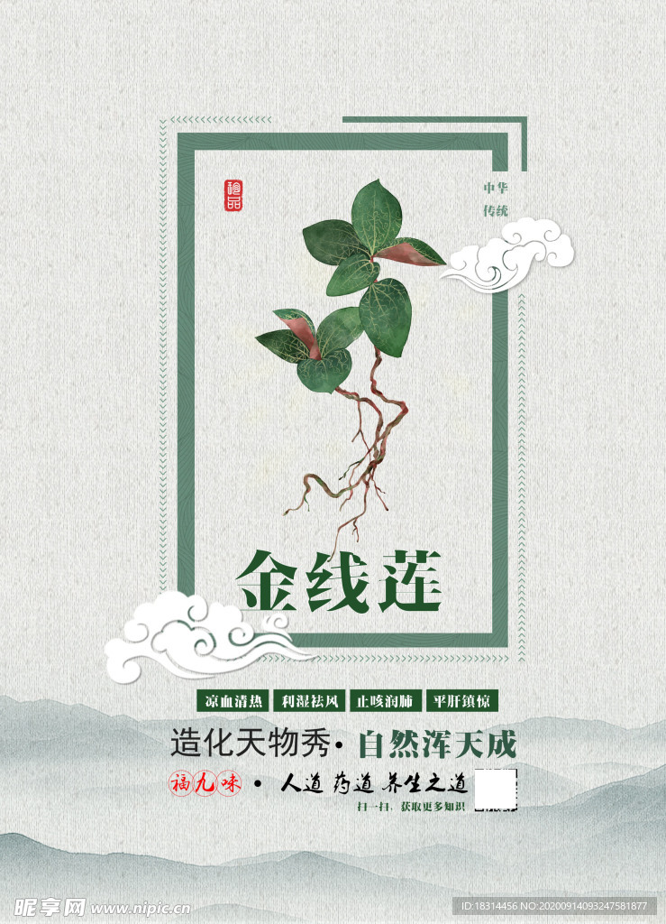 金线莲