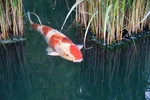 鲤鱼