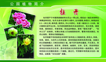 公园植物简介