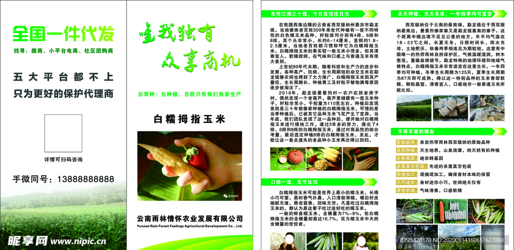 玉米两折页