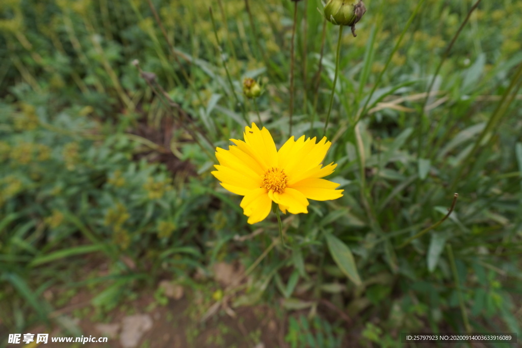 小花