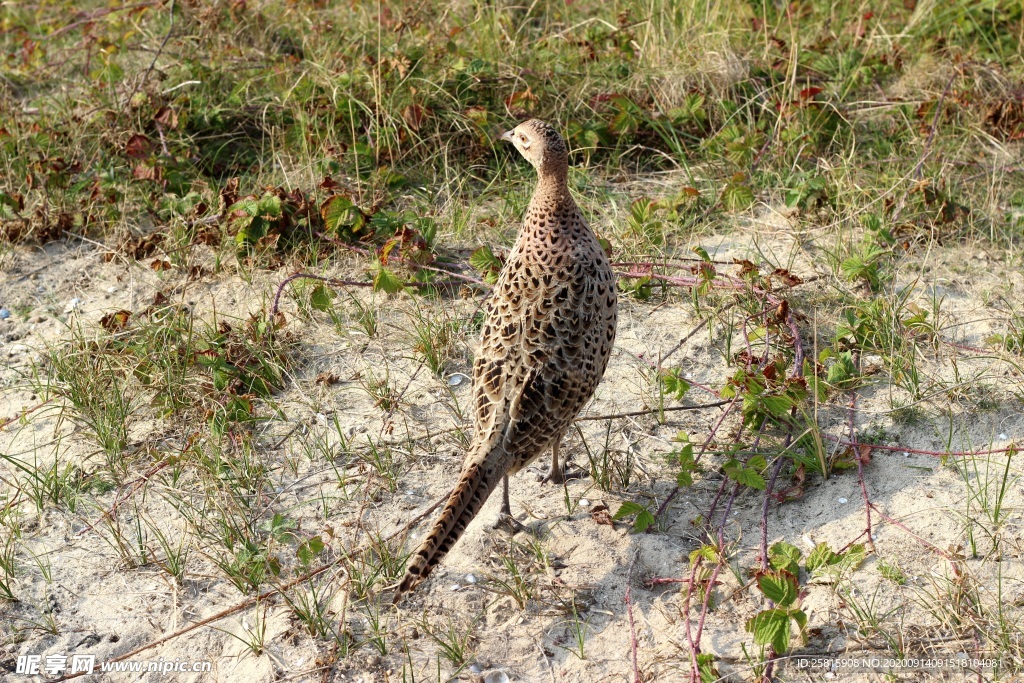 野鸡