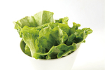 生菜