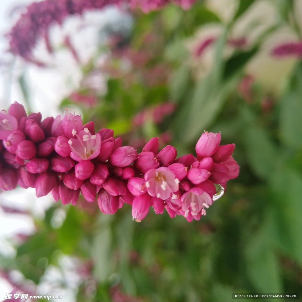 花