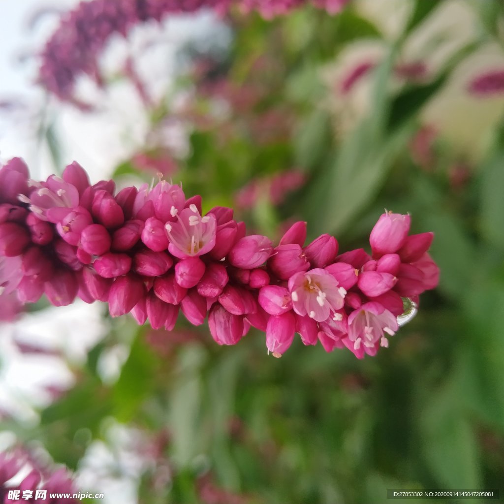 花